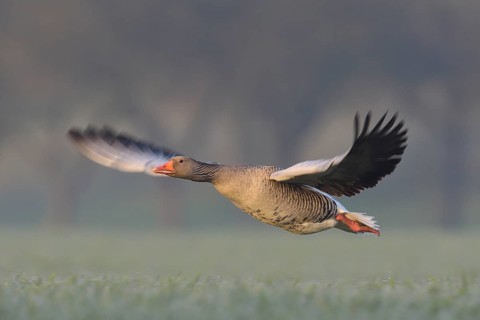 Graugans (Anser anser) Greylag Goose