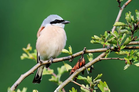 Red-backed shrike (Lanius collurio), male, North Rhine-Westphalia, Germany
