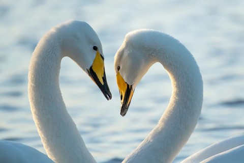Whooper swan (Cygnus cygnus) two adult birds performing their courtship love display on a lake,