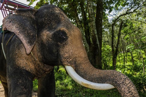 Asian elephant (Elephas maximus), Thai, Thai, Asian, trunk, animal, mammal, animal park, ivory,