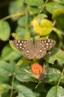Speckled wood butterfly (Pararge aegeria) adult insect resting on a dog rose leaf, England, United