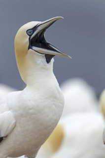 Northern Gannet (Morus bassanus) calling, Schleswig-Holstein, Germany