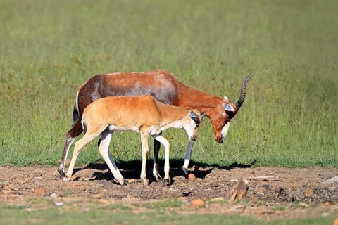 Bontebok (Damaliscus pygargus), adult, juvenile, Mountain Zebra NP, Eastern Cape, South Africa,