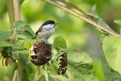 Marsh tit (Poecile palustris) adult bird on a garden sunflower plant seedhead in summer, England,