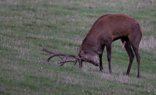 Red deer in rut, Reckerscheid, Eifel, Germany