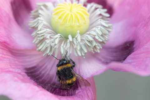 Buff tailed bumblebee (Bombus terrestris) adult bee feeding on a poppy flower in an urban garden in