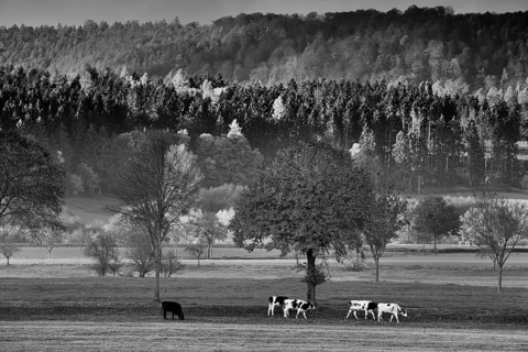View of Solling forest, Weser River, Lower Saxony, Germany