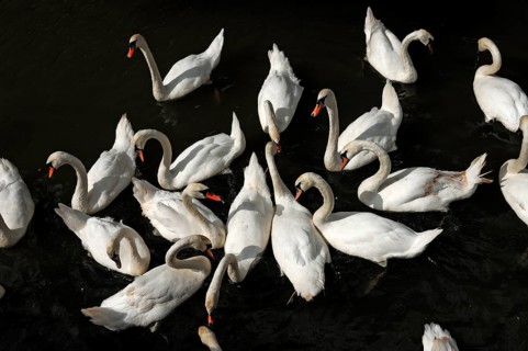 Mute swans (Cygnus olor) on the Brayford Canal, Waterside, Lincoln, Lincolnshire, England, Great