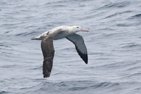 Wandering Albatross (Diomedea exulans) flying, Victoria, Australia