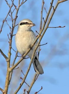 Northern Shrike, Lanius excubitor perched in Saskatoon, Saskatchewan in winter