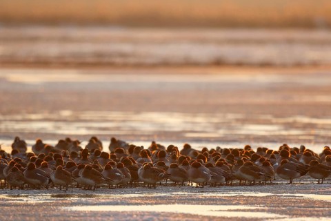 Eurasian Wigeon (Mareca penelope) roosting group, Netherlands