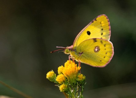 Berger's clouded yellow, colias alfacariensis, horseshoe clover haybutterfly, butterfly, insects,