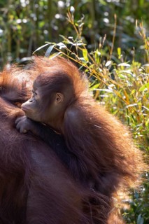 Orangutan (Pongo), baby on mother's back, found in Borneo and Sumatra, captive