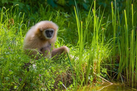 A White-handed gibbon, Hylobates lar, sits in tall grass