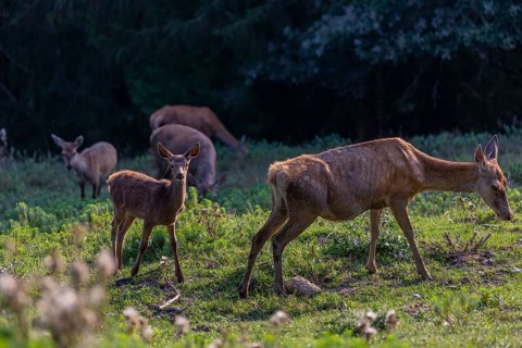 One Red Deer fawn (Cervus elaphus) standing on a green meadow. A dark forest in the background