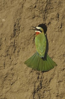 White-fronted Bee-eater (Merops bullockoides), Botswana