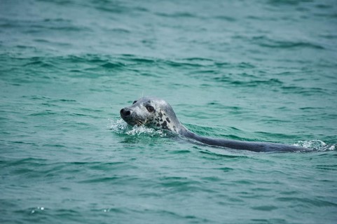 Grey seal (Halichoerus grypus) looking out of the water while swimming in the sea, Düne, Helgoland,