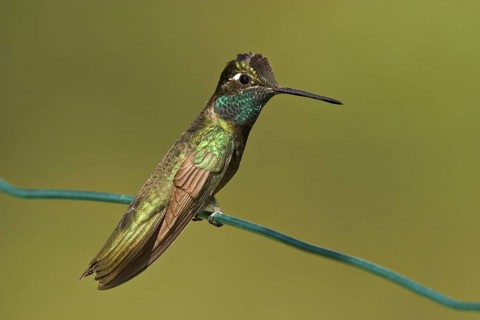 Rivoli's Hummingbird Eugenes fulgens Chiricahua Mountains, Cochise County, ARIZONA, United States 6