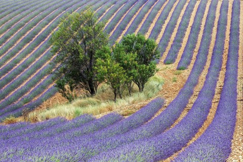 Trees in lavender field, flowering true lavender (Lavandula angustifolia), D56, between Valensole