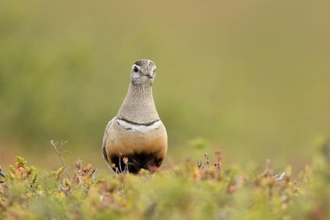 Eurasian Dotterel (Charadrius morinellus) male, Norway