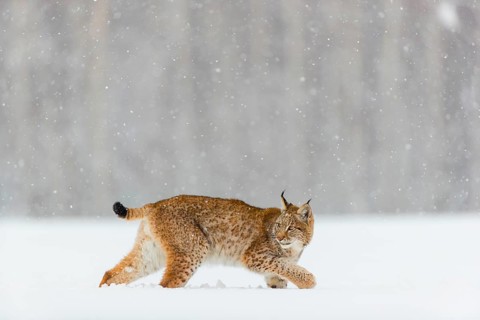 One young male Eurasian lynx, (Lynx lynx), walking over a deep snow covered meadow with a forest in
