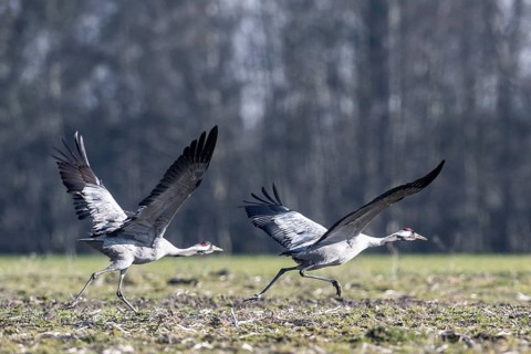 Cranes (Grus grus), Emsland, Lower Saxony, Germany