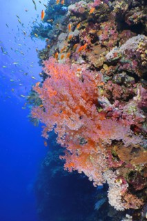 Hemprich's Tree Coral (Dendronephthya hemprichi)