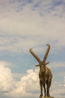 A male ibex (Capra ibex) stands on a rock. Behind him is a sky with interesting clouds