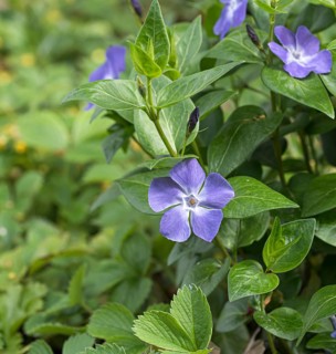 Bigleaf Periwinkle (Vinca major), Treptower Park, Germany