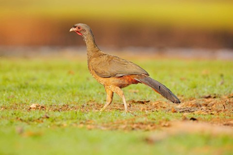Chaco Chachalaca, Ortalis canicollis, bird with open bill, walking in the green grass, Pantanal,