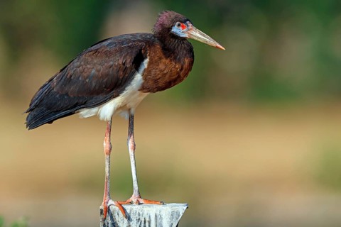 Abdim's stork, rain stork, Abdim, (Ciconia abdimii), African stork species, family of storks,