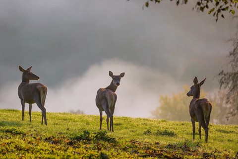 Three red deer hind (Cervus elaphus) stand backlit on a meadow. Early morning light with a forest