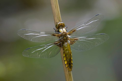 Broad-Bodied Chaser, Libellula Depressa, Flatbelly, Anisoptera, Dragonflies, Insects, Dragonflies,