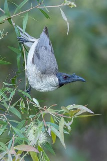 Noisy Friarbird (Philemon corniculatus) perched on a branch in eastern Australia