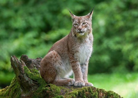 Eurasian lynx (Lynx lynx) sitting on an old tree trunk, captive, Germany