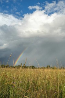 A rainbow appears in the cloudy sky over a field and bears witness to the traces of the recent