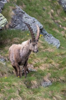 One adult ibex (Capra ibex) standing on a steep green meadow, on 2500 m sea level in the Hohe