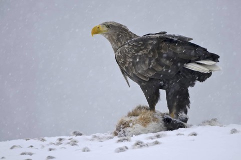 White-tailed Eagle (Haliaeetus albicilla), Norway