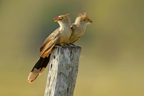Guira cuckoo pair, Guira guira, in nature habitat, birds sitting in perch, Mato Grosso, Pantanal,