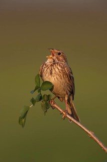 Corn Bunting (Emberiza calandra) singing, Lake Neusiedl, Austria