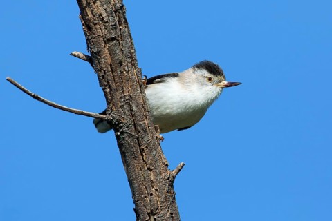 Varied Sittella (Daphoenositta chrysoptera pileata) female, Victoria, Australia