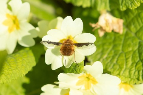 Dark-edged bee fly (Bombylius major) adult insect feeding on a wild primrose (Primula vulgaris)