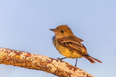 Galapagos Flycatcher (Myiarchus magnirostris), Galapagos, Ecuador