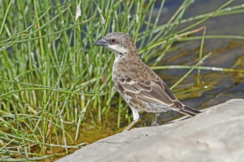 Donaldson Smith's Sparrow-Weaver (Plocepasser donaldsoni), Samburu, Kenya