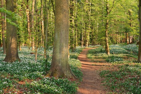 Wild garlic (Allium ursinum) in bloom and a footpath in a deciduous forest, North Rhine-Westphalia,