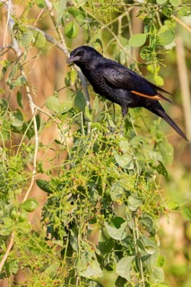 Tristram's starling, (Onychognathus tristram) i, Rufipenne de Tristram, biotope, habitat, foraging,