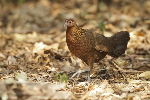 Red Junglefowl (Gallus gallus) female, Thailand