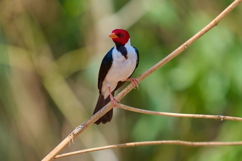 Bird with bright red head on a thin branch, background blurred, Black-throated Cardinal (Paroaria
