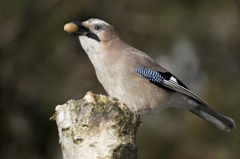 Eurasian Jay (Garrulus glandarius), Lower Saxony, Germany