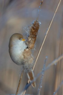 Bearded Reedling (Panurus biarmicus) female feeding on cattail seed, Thuringia, Germany